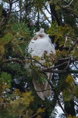 Albino long-eared owl - Asio Otus, relaxing on a tree-stock-photo