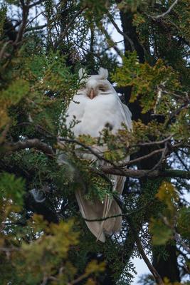 Albino long-eared owl - Asio Otus, relaxing on a tree-stock-photo