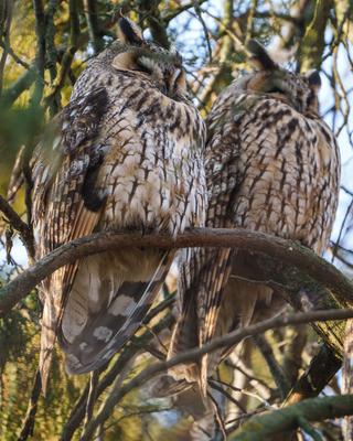 Long-eared owl - Asio Otus, relaxing on a tree-stock-photo