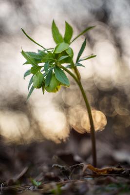 Helleborus odorus, commonly called fragrant hellebore in forest-stock-foto