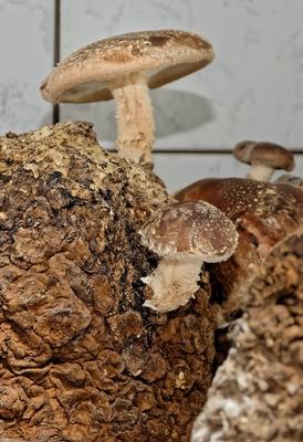 Shiitake gomba-stock-photo