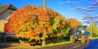 Traktor a Szombathelyi úton egy Ecetfa, Rhus hirta, őszi színei, előtt, Panyolán-stock-foto