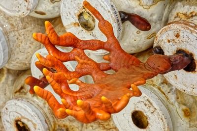 Ganoderma biogombák-stock-photo