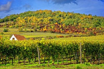 Tokaji borvidék-stock-foto