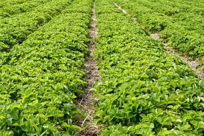 "Szedd magad" eper-stock-foto