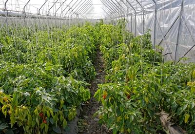 Fóliás zöldségtermesztés Hajdúnánásosn-stock-foto