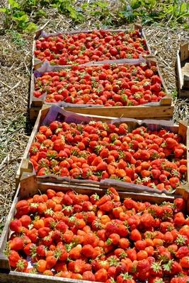 "Szedd magad" eper-stock-foto
