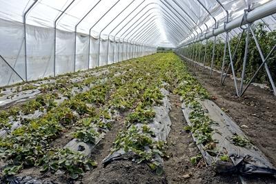 Fóliás eper Hajdúnánásosn-stock-foto