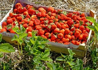 "Szedd magad" eper-stock-foto