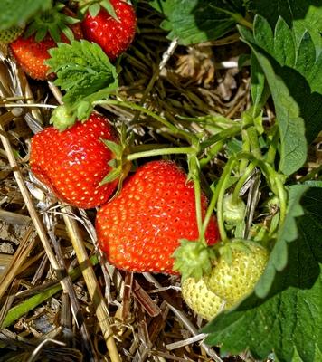 "Szedd magad" eper-stock-foto