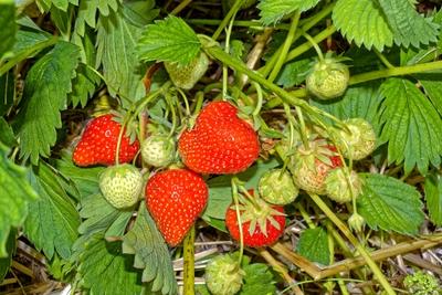 "Szedd magad" eper-stock-foto
