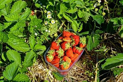 "Szedd magad" eper-stock-foto