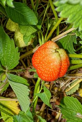 "Szedd magad" eper-stock-foto