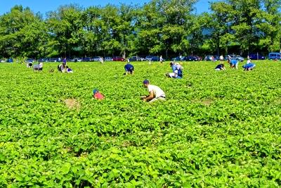 "Szedd magad" eper-stock-foto