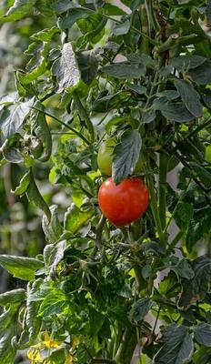 Fóliás zöldségtermesztés Hajdúnánásosn-stock-foto