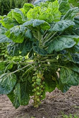 Kelbimbó, Brassica oleracea convar, oleracea var, gemmifera, egy panyolai kertben-stock-foto