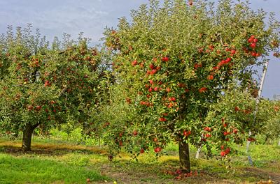 Érett almák, Malus domestica, az almafákon meg a fa törzs alján,Panyolában-stock-foto