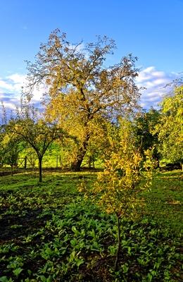 Napfelkelte egy panyolai Gyümölcskertben-stock-foto