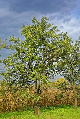 Az öreg, a nemtudom szilvának fája, Panyolában-stock-foto