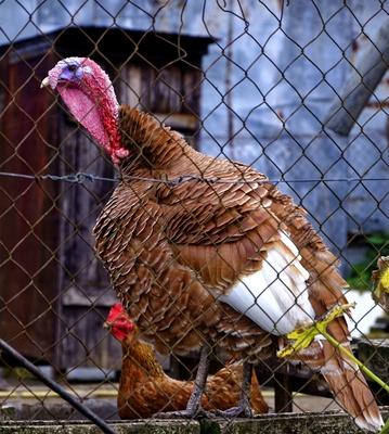 Vadpulyka Meleagris gallopavo,  a drót kerítés mögött, Panyolában-stock-foto
