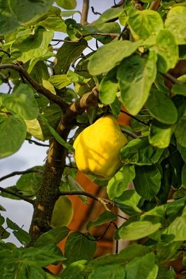 Sárga birsalma, Cydonia oblonga, a fán egy kertben Panyolán-stock-foto