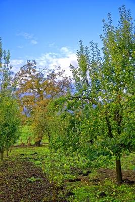 Gyümölcsfák és lombfa egy kertben Panyolában-stock-foto