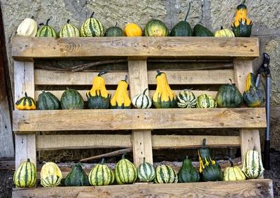 Különböző dísz tökök, Cucurbitaceae, sorakoznak egy raklapon, Panyolában-stock-foto