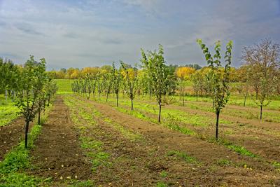 Fiatal almafák az ártérben, Panyolában-stock-foto
