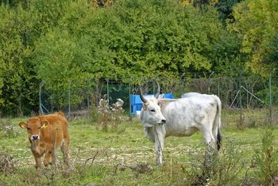 Magyar szürke Szarvasmarha és barna tehén a legelőn, Panyolában-stock-foto