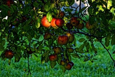 Almák, Malus domestica, egy faágon reggeli fényben, Panyolában-stock-foto