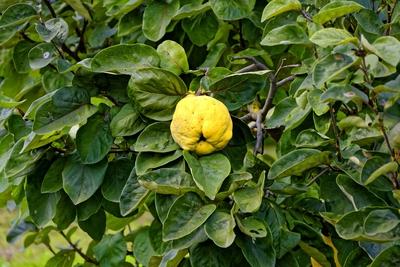 Birs, Cydonia oblonga, a fán, zöld levelek-stock-foto
