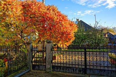 Ecetfa, Rhus hirta, őszi színben Panyolán-stock-foto