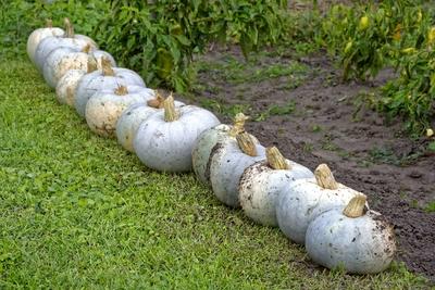 Óriás tökök, Cucurbita maxima, sorakoznak egy panyolai kertben-stock-foto