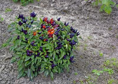 Bokros Twilight Chili Paprika, Capsicum annuum, lila és piros egy panyolai kertben-stock-photo