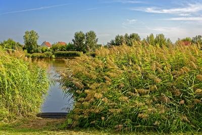 Nádas a Martfű halász tó partján-stock-foto