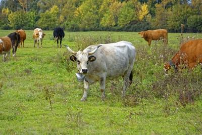 Magyar szürke szarvasmarha más marhák közt a legelőn, Panyolában-stock-foto