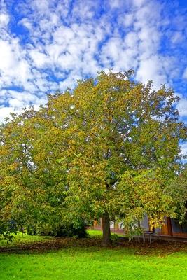 Diófa a kertben, Panyolában-stock-foto