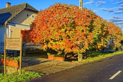 Az Ecetfa, Rhus Hirta, őszi színben Panyolán-stock-foto
