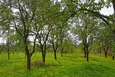 Öreg nemtudom szilvafajta fák, Panyolában-stock-foto
