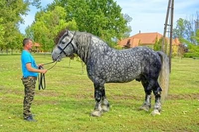 Magyar szürke hidegvérű ló bemutatása kertben-stock-photo