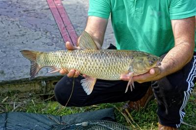 Férfi kezek Amur, Ctenopharyngodon idella, halat tartanak-stock-foto