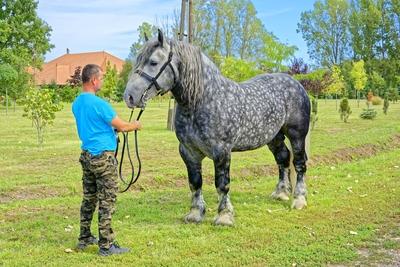 Szürke Magyar Hidegvérű Ló gonozójával egy kertben-stock-photo