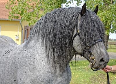 Magyar hidegvérű szürke ló portréja-stock-photo