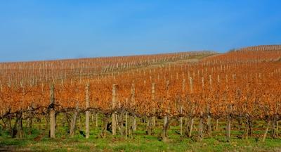 Grand Tokaj, Tokaj-Hegyalja szőlődűlők jó fekvése,-stock-photo