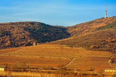 Grand Tokaj, szőlődűlő a Zempléni-hegység déli lankáin-stock-photo