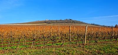 Grand Tokaj, Tokaji borvidék őszi fényben-stock-photo