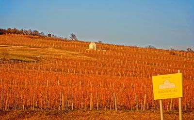 Grand Tokaj, Disznókő szőlődűlő Tokaj-Hegyalja-stock-foto