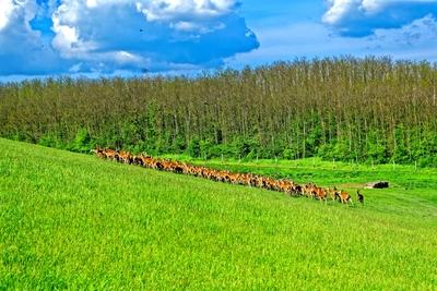 Nagy csorda szarvas domb oldalon-stock-foto