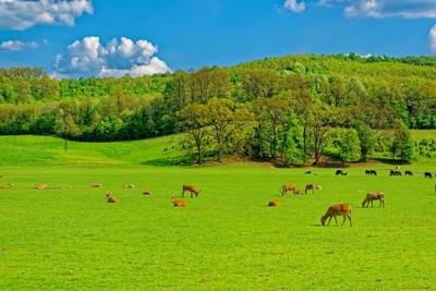 Szarvasok pihennek, legelnek füves völgyben-stock-foto