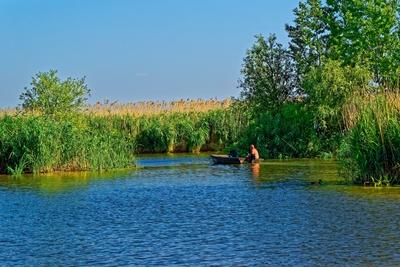 Tisza-tó Sarud, férfi egy motoros ladikban zöld nádas közt-stock-foto